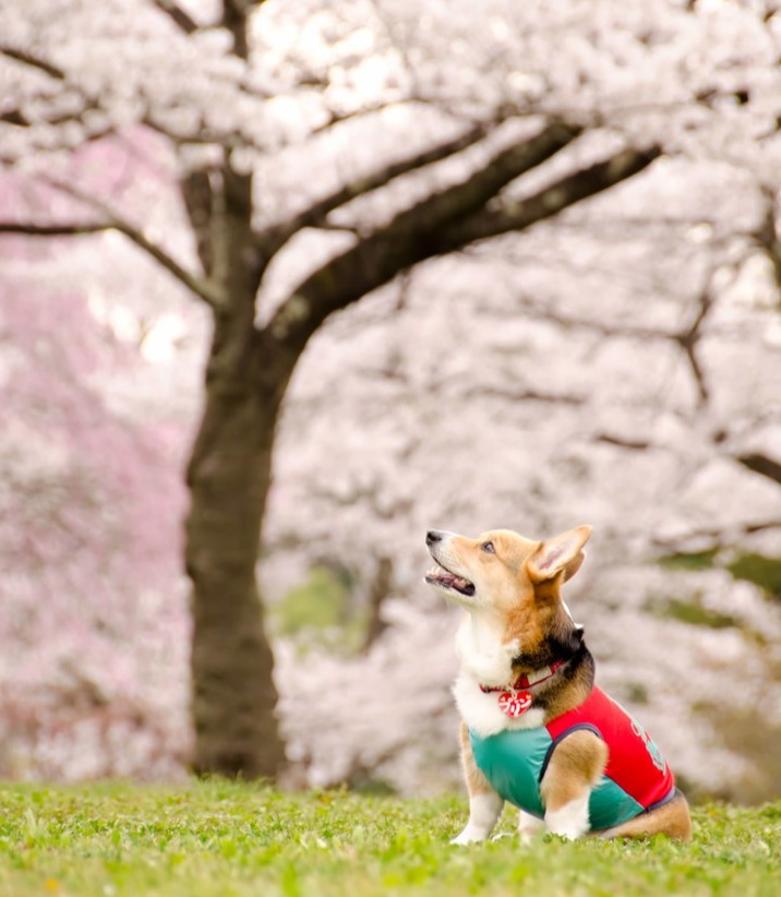 春の予防